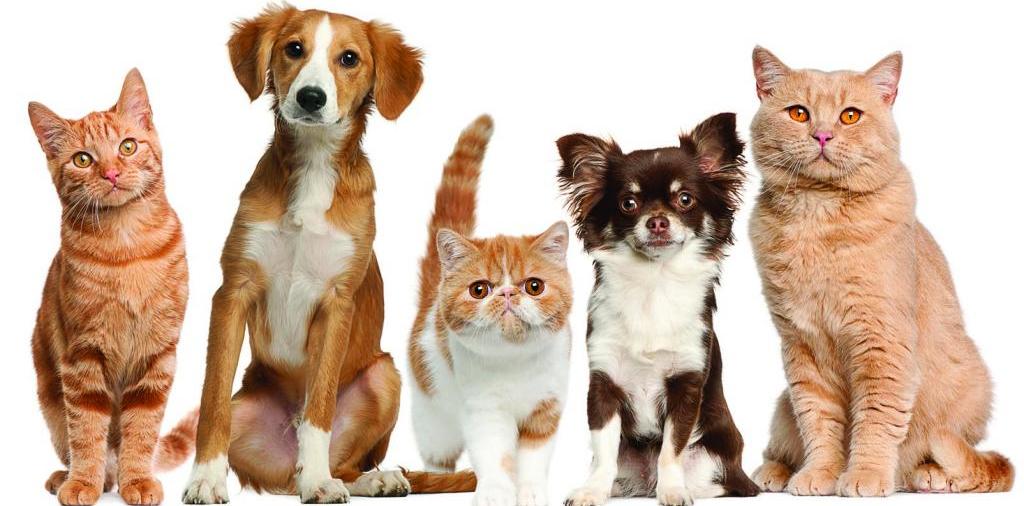 Доска объявлений о животных | ЗооТом - продажа, вязка и услуги для животных в Владикавказе