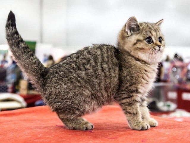 Породы кошек в Владикавказе | ЗооТом портал о животных