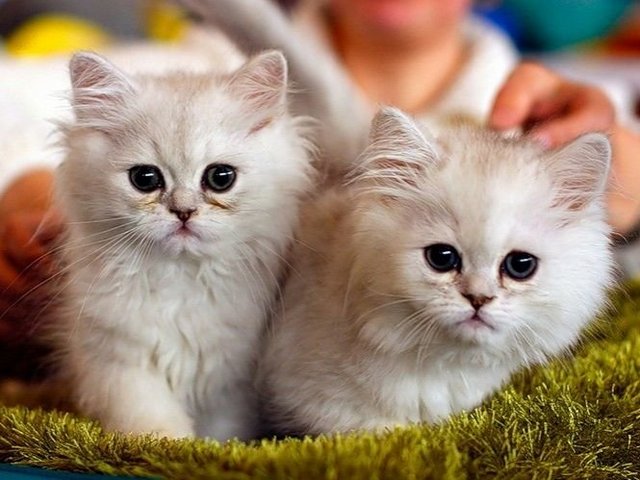 Породы кошек в Владикавказе | ЗооТом портал о животных