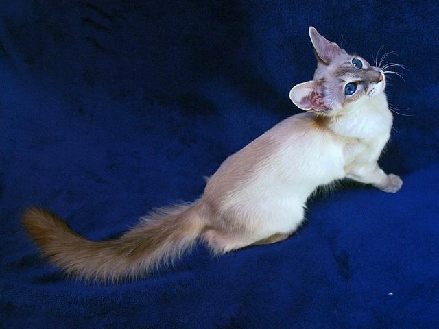 Выведенные породы кошек в Владикавказе | ЗооТом портал о животных