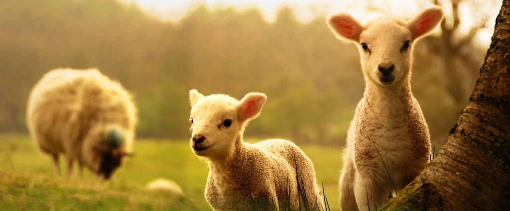Объявления о сельскохозяйственных животных | ЗооТом - продажа, вязка и услуги для животных в Владикавказе