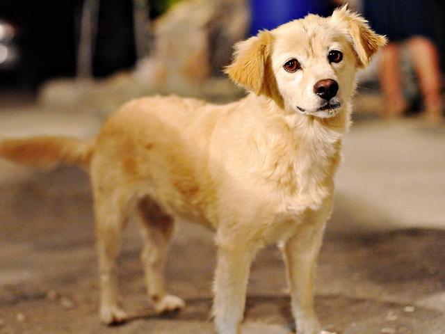 Породы собак в Владикавказе | ЗооТом портал о животных