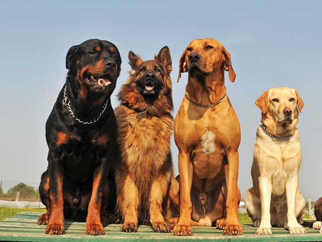 Крупные породы собак в Владикавказе | ЗооТом портал о животных
