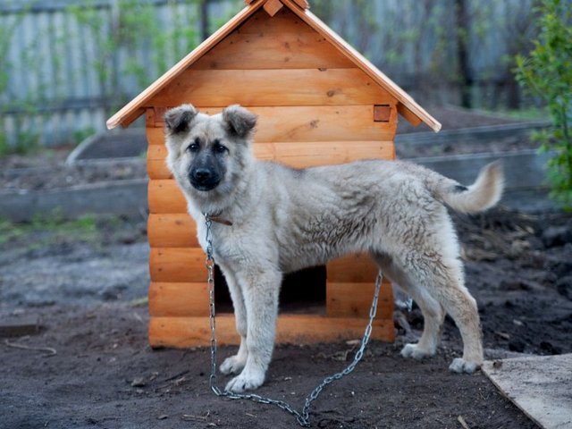 Все о собаках в Владикавказе Все о собаках в Владикавказе